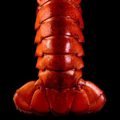 Crossroads <br />New England <br />Clambake - Frozen <br />Maine Lobster  <br />Tail or Claw Meat