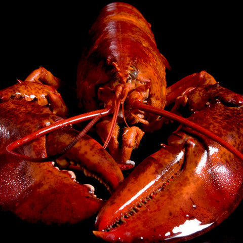 Crossroads <br />New England <br />Clambake <br />Live Maine Lobster